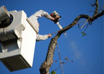 tree trimming service st louis mo